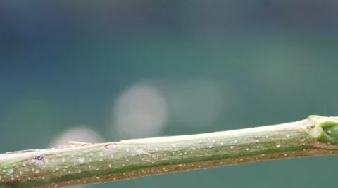 An Inch worm making its way across a tree branch. Stock Footage 64730243