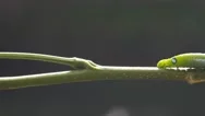 An Inch Worm Making Its Way Across A Tree Branch. Stock Footage