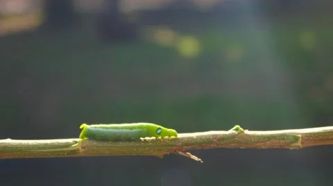 An Inch worm making its way across a tree branch. Stock Footage 64730589