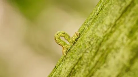 An Inch worm making its way across a tree branch. This macro clip can symboli Stock Photos