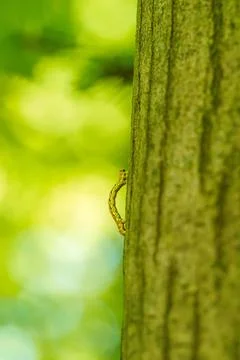 An Inch worm making its way across a tree branch. This macro clip can symbo.. Stock Photos