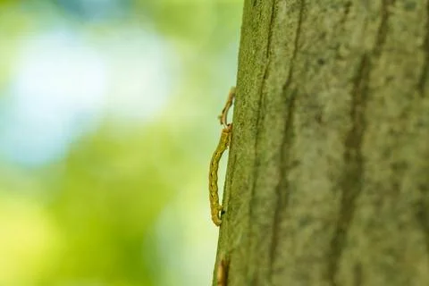An Inch worm making its way across a tree branch. This macro clip can symboli Stock Photos