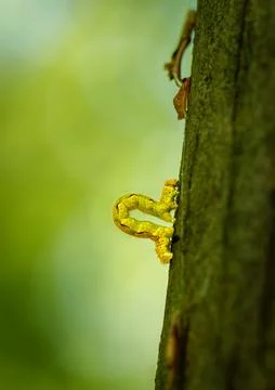 An Inch worm making its way across a tree branch. This macro clip can symboli Stock Photos
