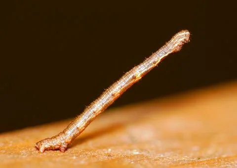 Inch worm Stock Photos