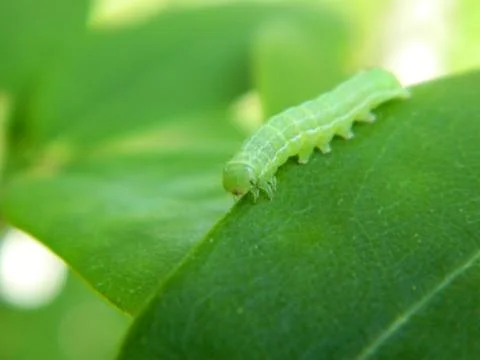 Inch Worm Fotos de archivo