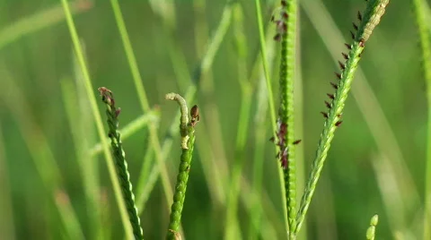 Inch Worm Stretches Stock Footage 587239