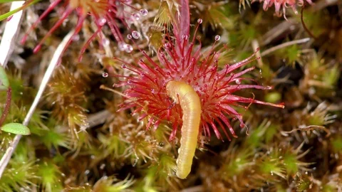 Inch worm trapped on Round-leaved Sundew (Drosera rotundifolia), E USA Video stock 84037700