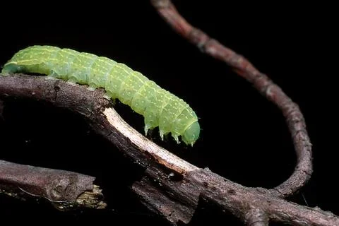 Inchworm on branch Stock-Fotos