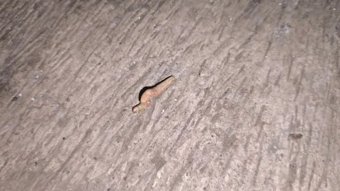 Inchworm crawling on concrete surface Vídeos de archivo 343393809