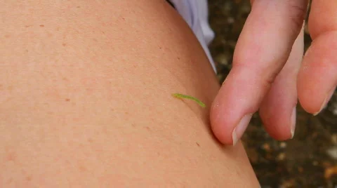 Inchworm Video stock 819930