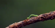 Inchworm Hunching Along Twig Close Stock Footage