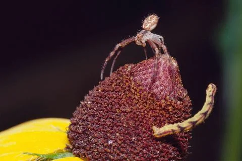 Inchworm spider duel 스톡 사진