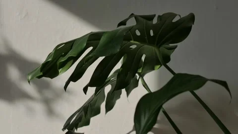 Incident light penetrating through the window moves along the wall. Time-lapse. Stock Footage 149354805