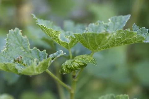Incipient illness currant leaf damaged by gall mite on plant in natural gar.. Stock-Fotos