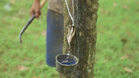 Incising Rubber Tree Trunk to Harvest Natural Latex Liquid Sap Stock-Footage 337443177
