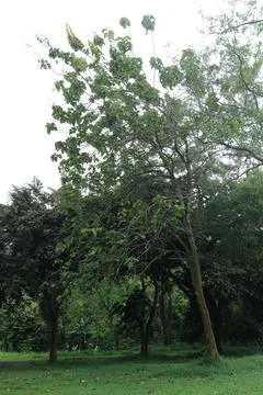 Inclined Arboreal Form Dynamic Composition. Stock Photos