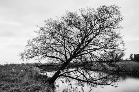  Inclined tree Stock Photos