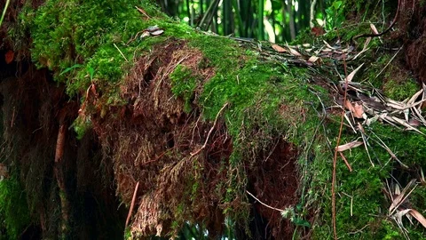 Inclined tree trunk overgrown with thick green moss. Malaysian rainforest Stock Footage 74964748