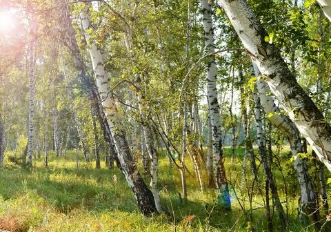 Inclined trunks of birch trees, sunlight and flare, summer, the natural lands Stock Photos