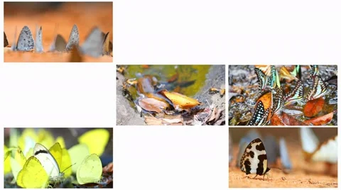 Includes butterfly in many sizes and varieties. Stock Footage 51527861
