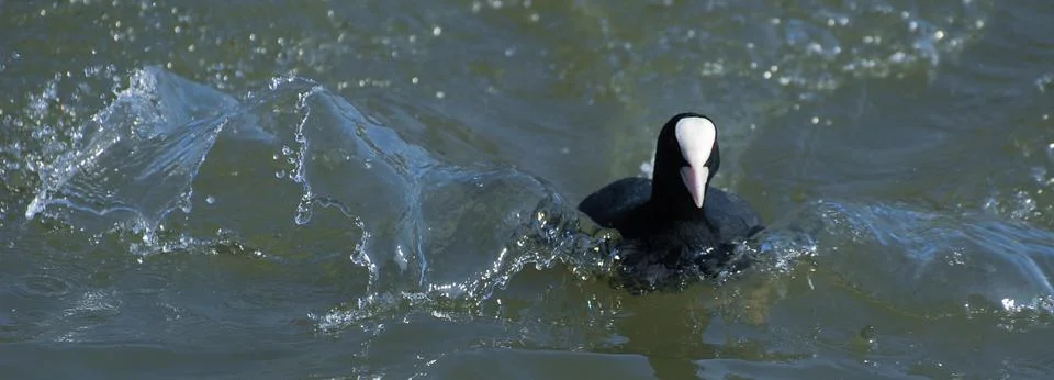 Incoming Coot Stock Photos
