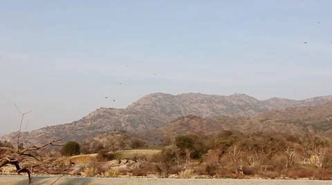 Incoming Flock of Birds Stock Footage 65053179