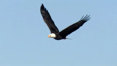 Incoming flying Bald Eagle turns right--66% Speed Stock Footage 228825745