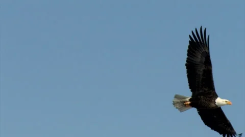 Incoming Flying Mature Bald Eagle Banks and Glides Away Over a Marsh Stock Footage 228825625