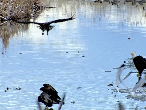 Incoming Immature Bald Eagle Dives and Swoops Out of Frame Stock Footage 124354536