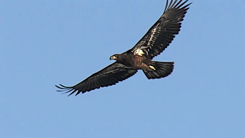 Incoming Immature Bald Eagle with powerful wing beats in Slow Motion Stock Footage 229197007