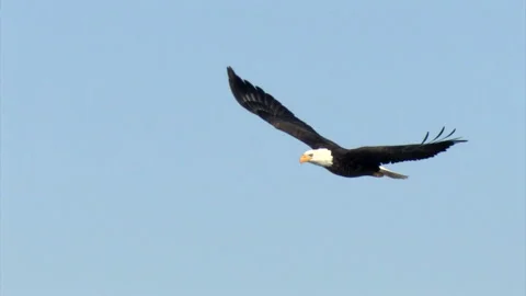 Incoming Mature Bald Eagle Glides and Turns to the Rt 50% SloMo Stock Footage 228825810
