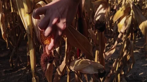 Incomplete corn cob on a dry plant with barren tip 스톡 동영상 288123935