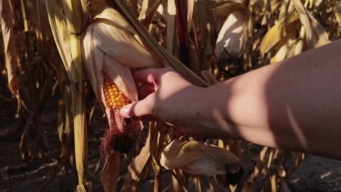 Incomplete corn cob on a dry plant with barren tip 스톡 동영상 288145646