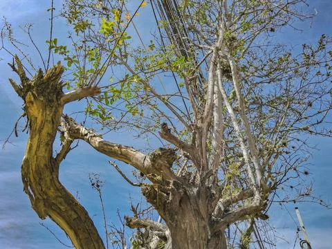 Incorrect pruning to prevent damage to wiring. Stock Photos
