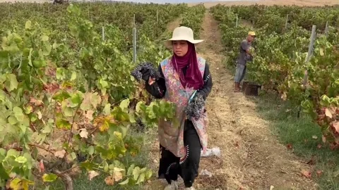 The increase in temperatures and droughts are severely affecting Tunisian agricu Video stock 315521800