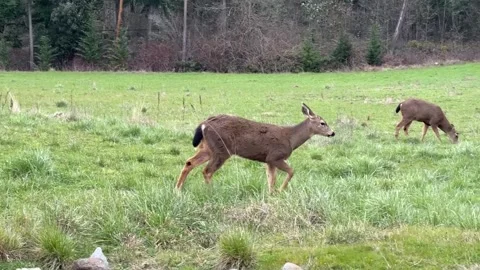 Increased Deer Population Stock Footage 273236788