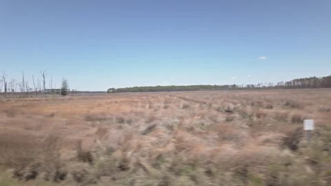 Increasing marsh land and dying trees from rising sea levels and salt water.. Stock Footage 339354486