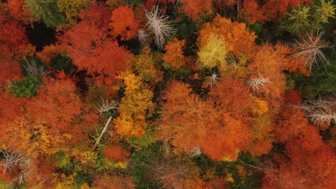 Incredible Aerial shot of forest in fall season. Vibrant natural background of Stock Footage 142968968