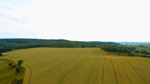 Incredible aerial view on cornfield with tiny sprouts. Stock Footage 124912163
