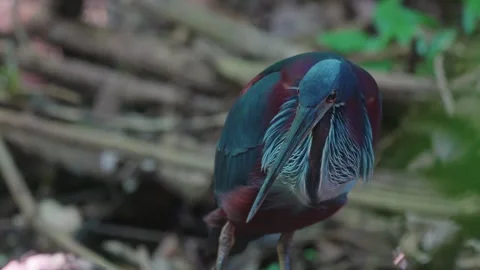 Incredible Agami heron beautiful Amazon Rainforest bird Stock Footage 265625554