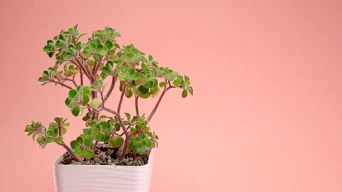 Incredible Aichryson succulent in a square pot on a pink background. The hand Stock Footage 200000934