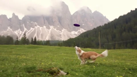 Incredible athleticism and bond between a border collie dog and a girl as they Stock Footage 241616097
