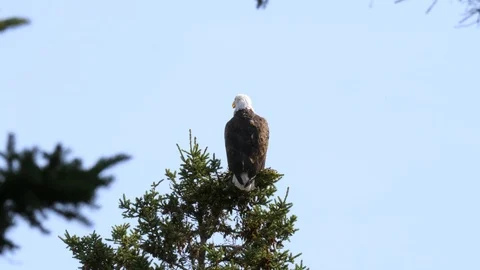 Incredible bald eagle perched on top of a green pine tree Stock Footage 122410387