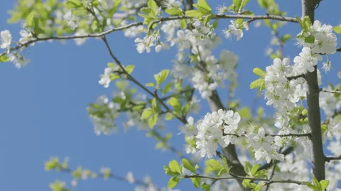 The Incredible Beautiful Spring Blossoms Set Against a Clear and Bright Blue Sky Stock Footage 308072520