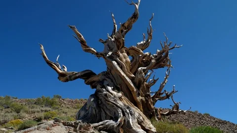 Incredible Bristlecone pine tree that is thousands of years old Stockbeeldmateriaal 116508871