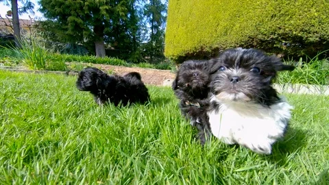 Incredible Clip of Puppy Dogs Running in Slow Motion, Cute Pet Puppies Playing Stock Footage