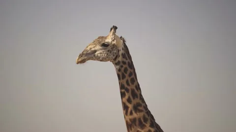 Incredible close-up of a beautiful wild giraffe in the real African savannah. Stock Footage 220635500