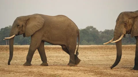 Incredible close-up of a group of wild African elephants Stock Footage 220635920