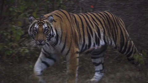 Incredible close-up of a huge wild tiger Stock Footage 244712924