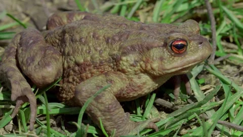An Incredible CloseUp of a Frog Resting Gracefully on the Grass Nature at Its Stock Footage 313284217